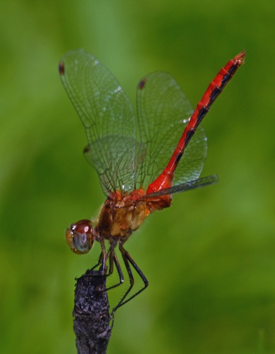 Male
2007_08_01_Walker